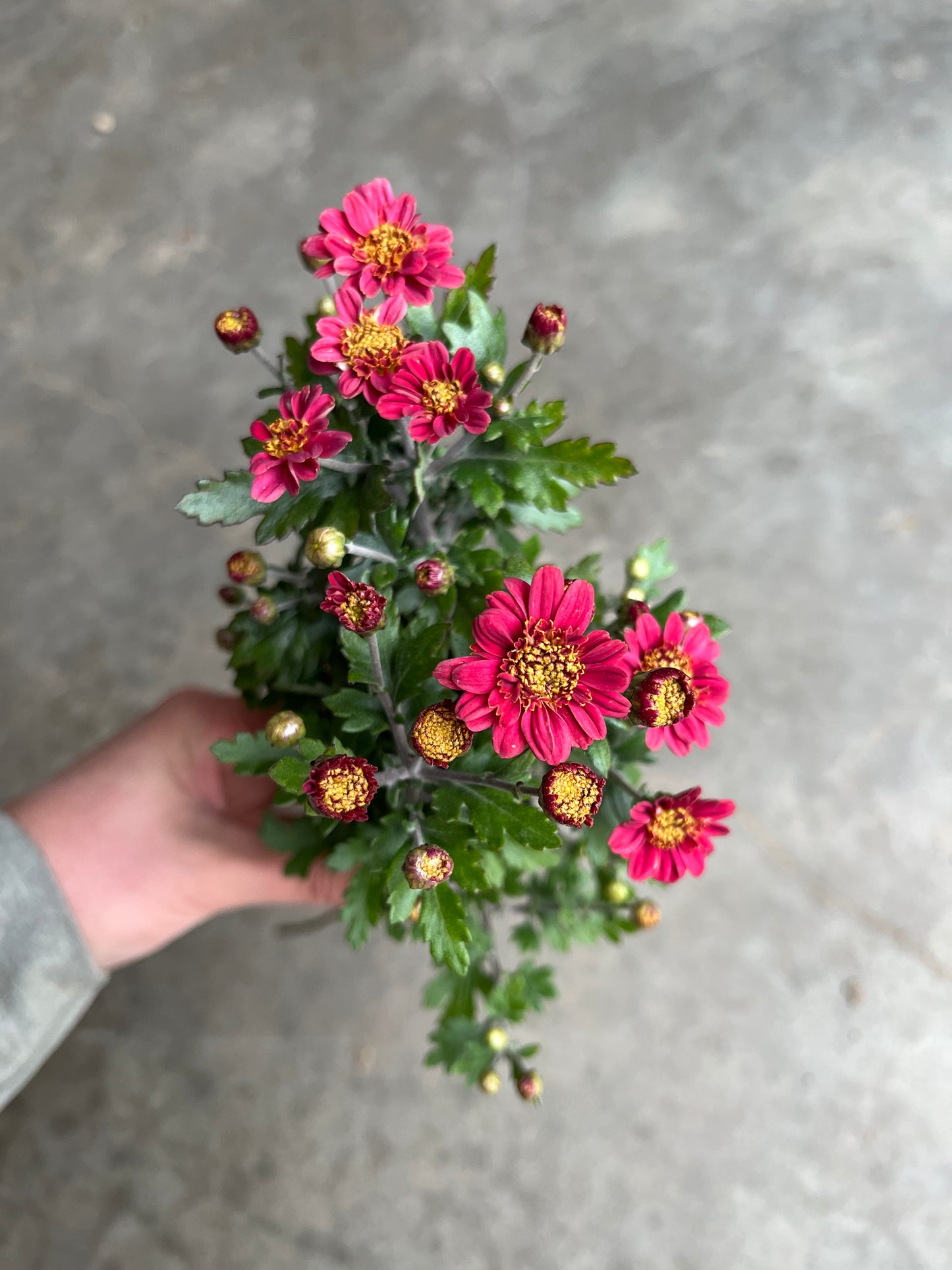 RC- Chrysanthemum 'Rose Maiko' (4 pack)