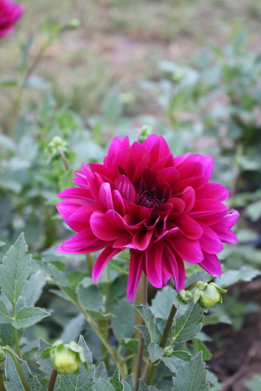 Bulk Dahlia Tuber 'Le Baron'
