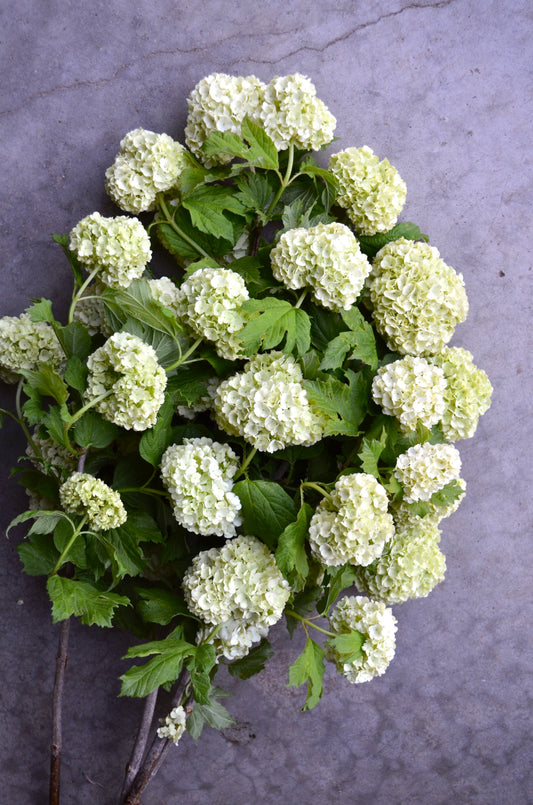 Quart Shrub - Viburnum opulus 'Roseum' "Snowball"