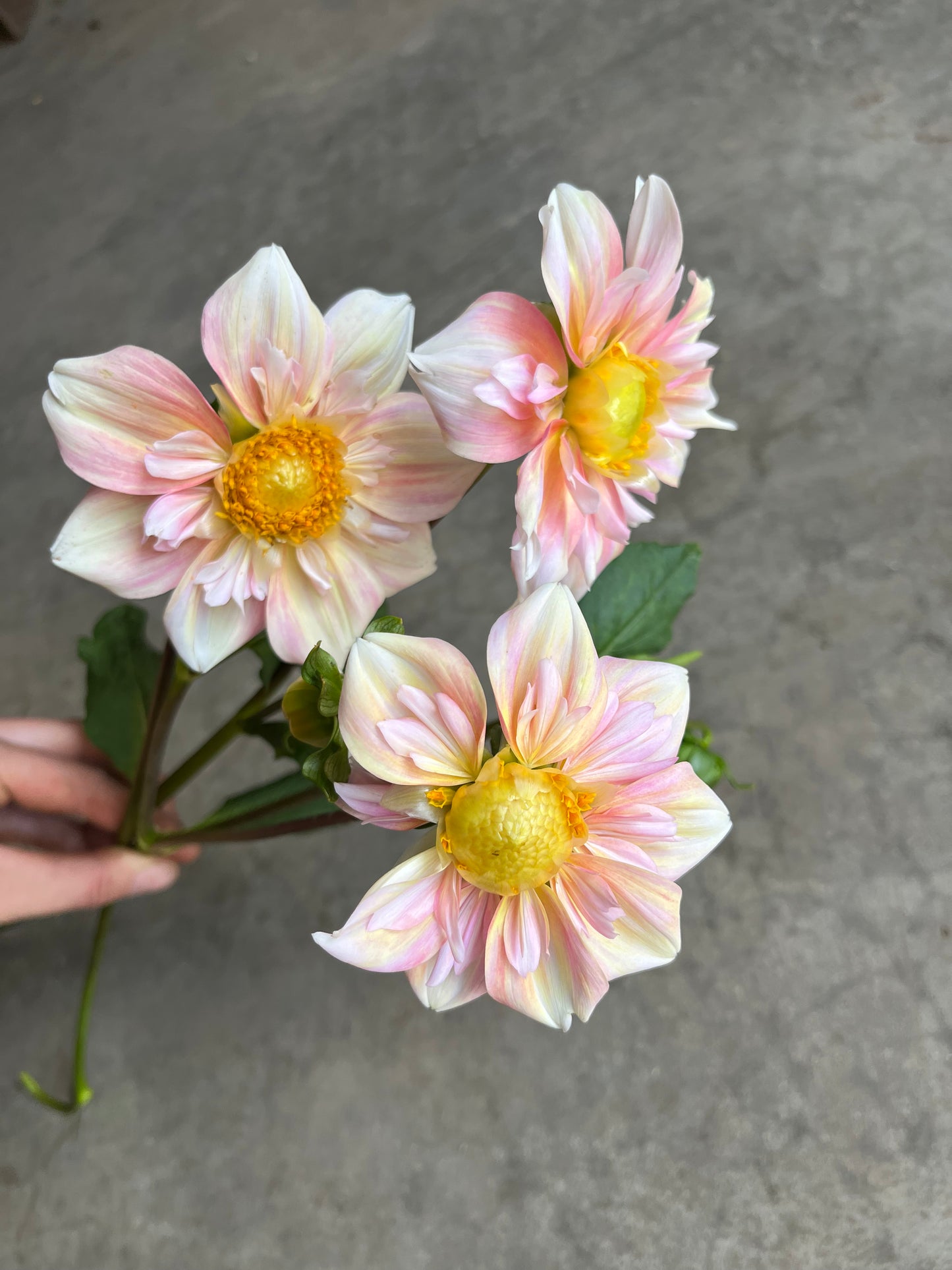 RC- Dahlia 'Appleblossom'  (4 pack)