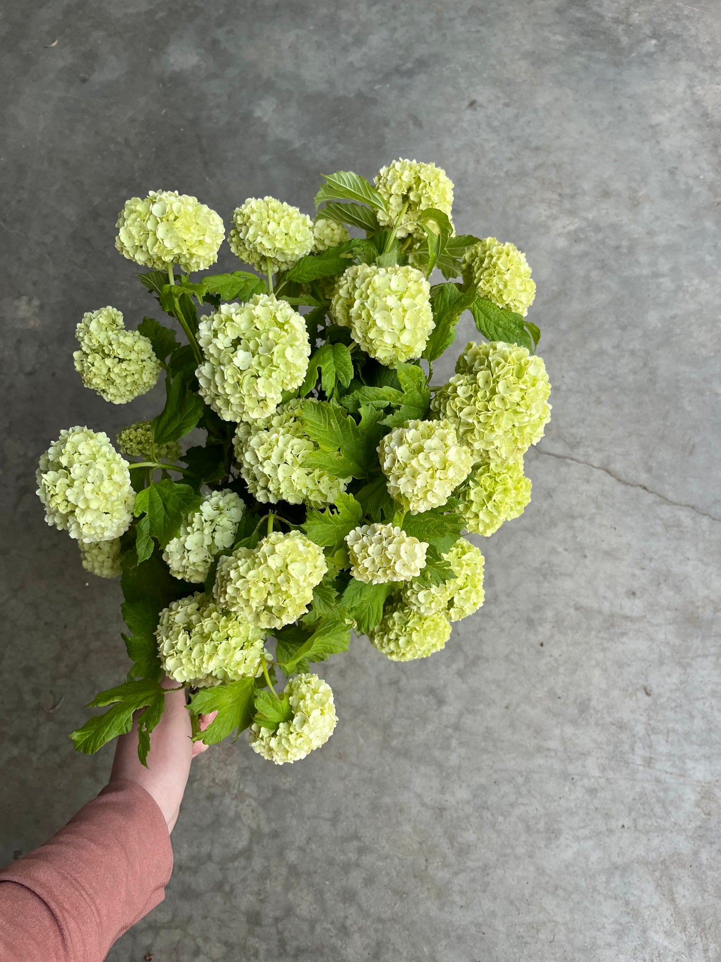 Quart Shrub - Viburnum opulus 'Roseum'