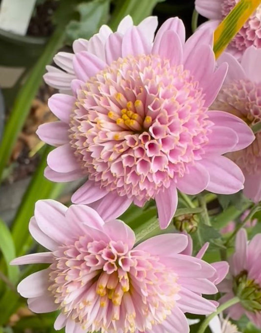 RC- Heirloom Chrysanthemum 'Pink Fleece'