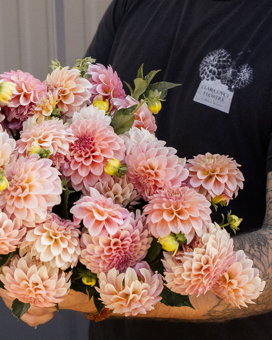 URC 'Rock Run Ashley' Dahlia 10 Cuttings