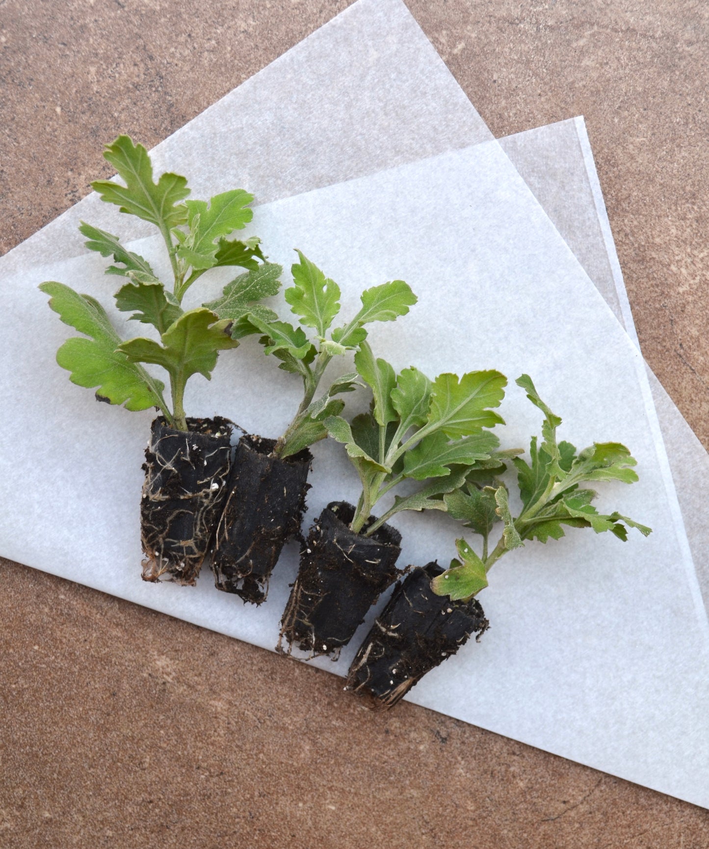 RC- Chrysanthemum 'Alexis' (4 pack)