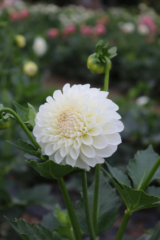 RC- Dahlia 'Boomquist Snowy'