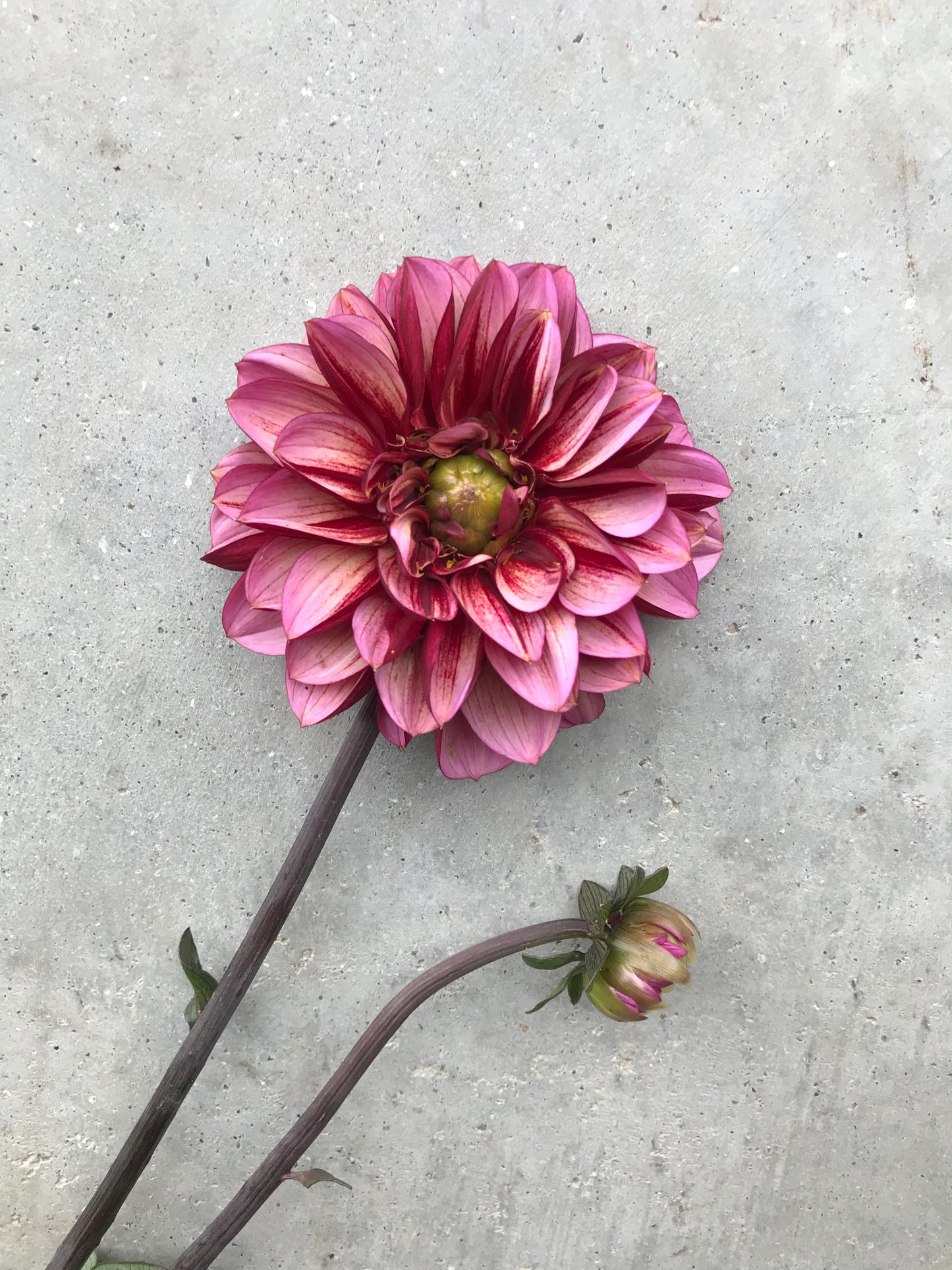 RC- Dahlia 'Seniors Hope'  (4 pack)