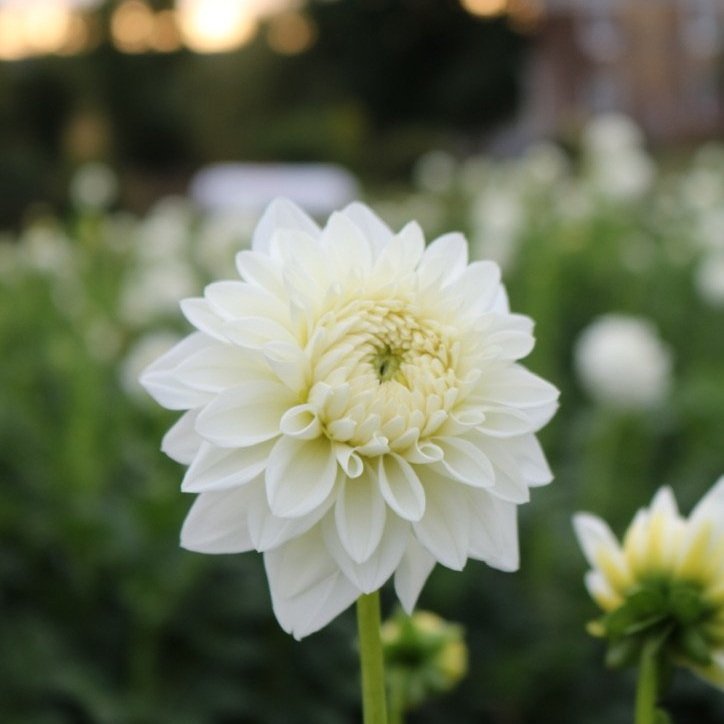 Dahlia Tuber 'Blizzard'