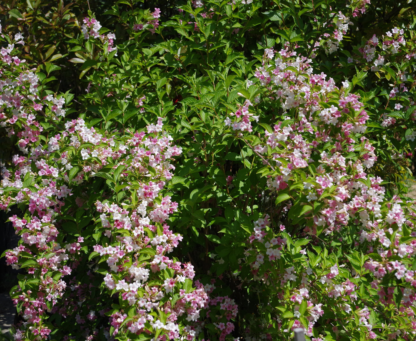 Quart - Weigela florida 'Carnaval'