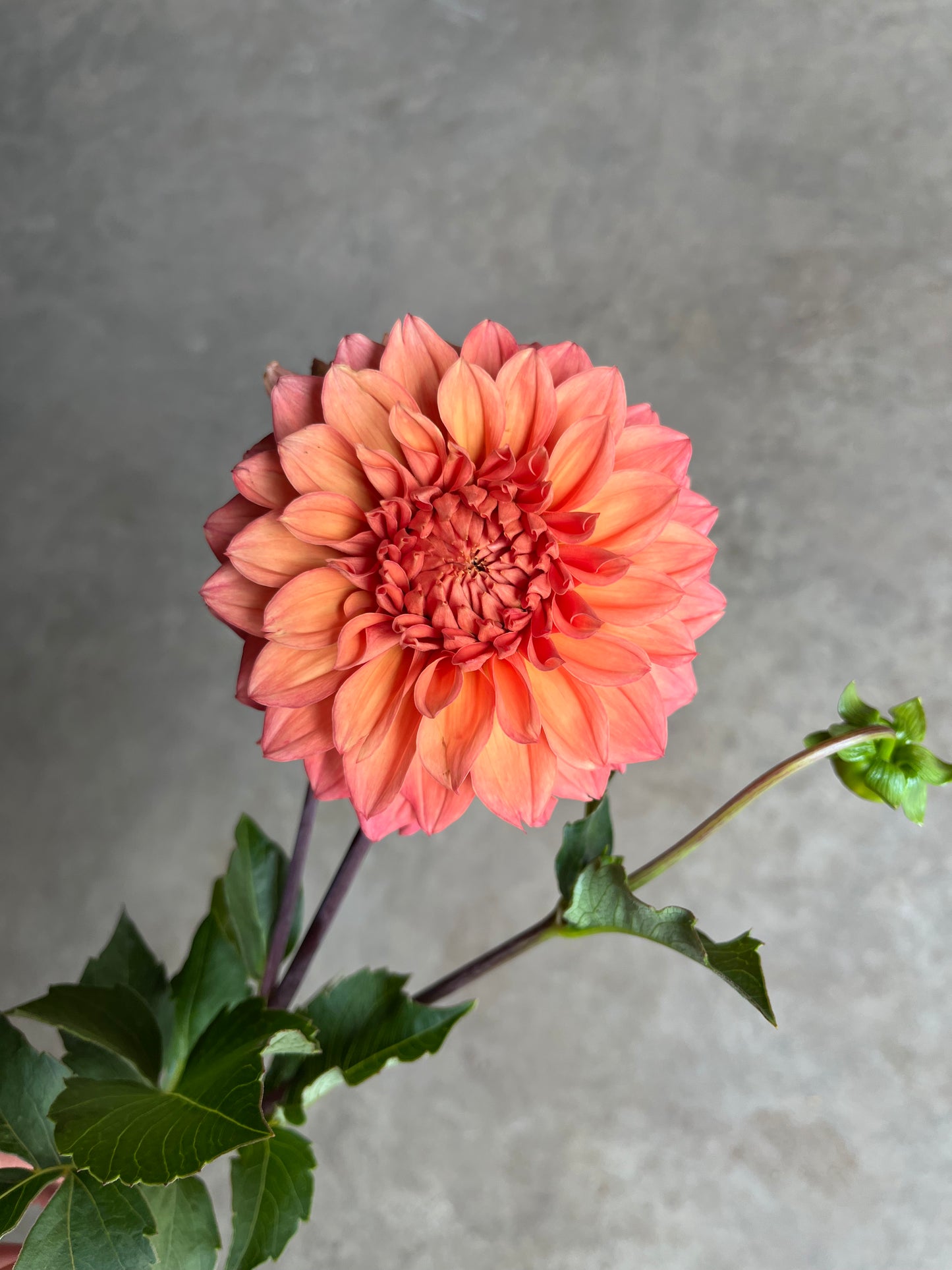 RC- Dahlia 'Country Rose'  (1 plant)