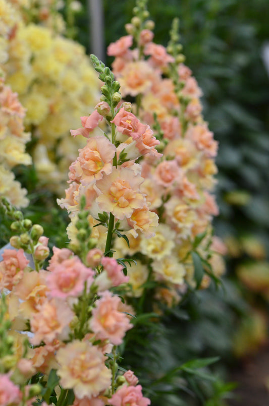 Snapdragon 'Snapstar Champagne'
