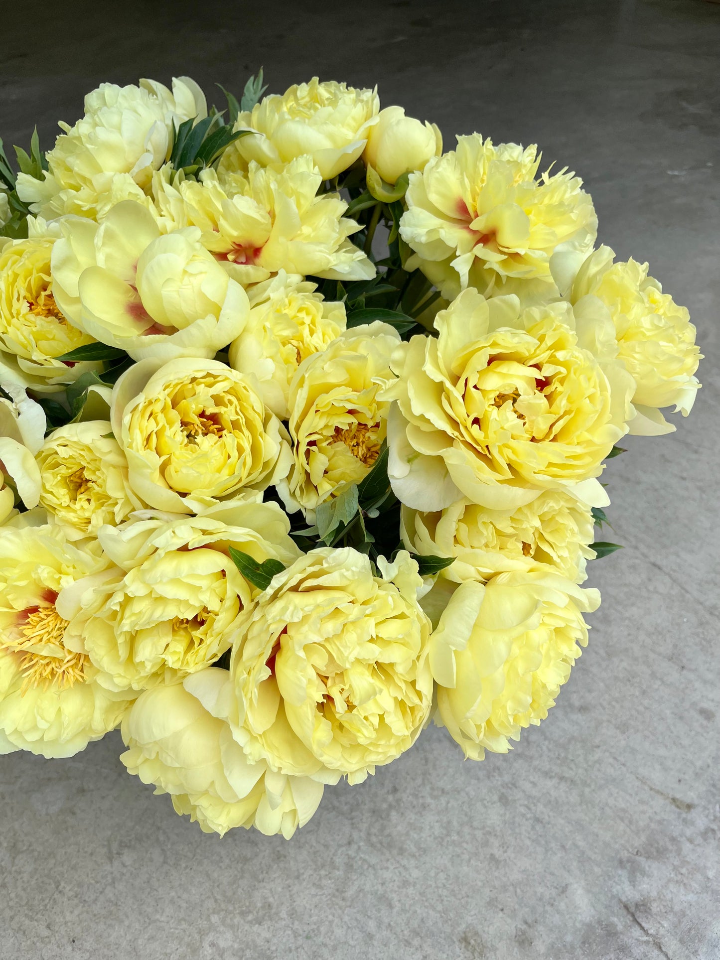 Peony Bare Root - 'Bartzella'