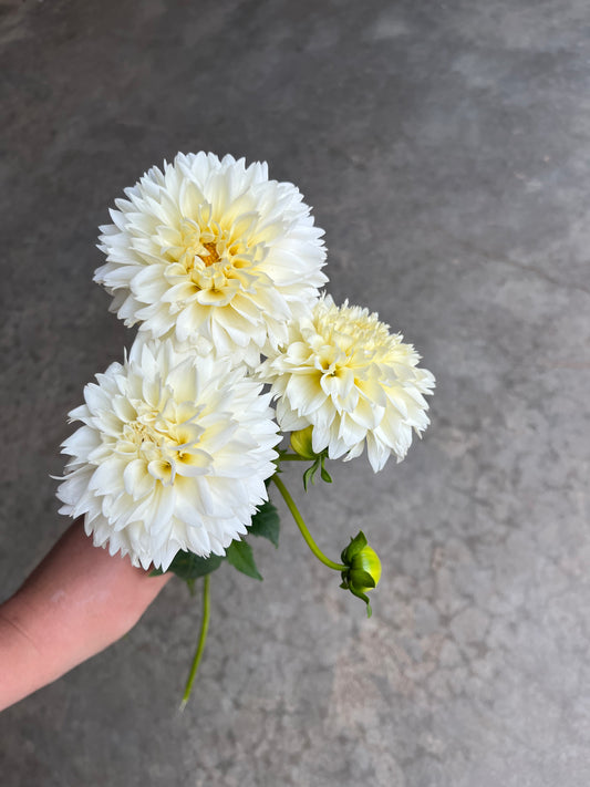 RC- Dahlia 'Ivory Lace'  (4 pack)
