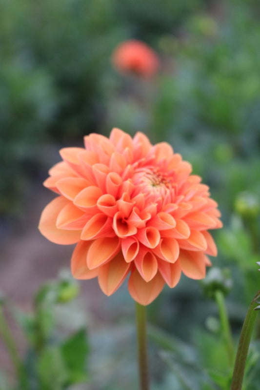 Dahlia Tuber 'Sylvia'