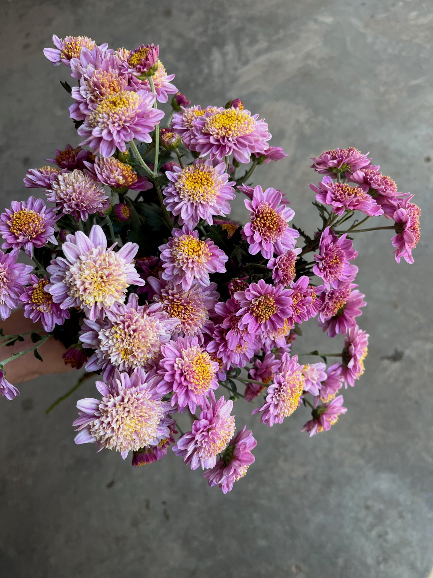 RC- Chrysanthemum 'Peter Magnus' (4 pack)