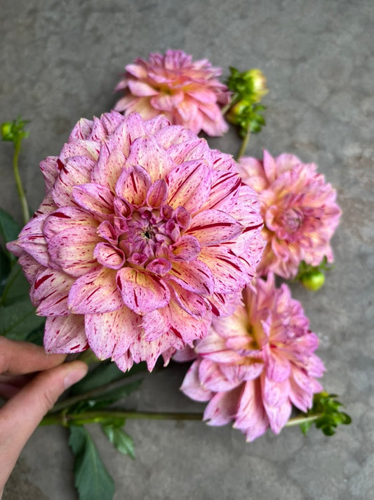 RC- Dahlia 'Carmen Fiesta'  (1 plant)