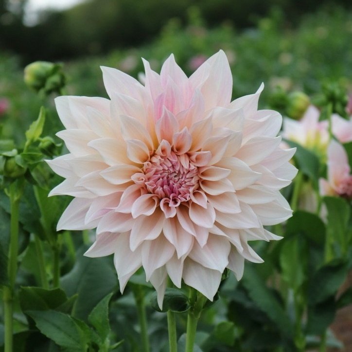 Dahlia Tuber 'Cafe au Lait'