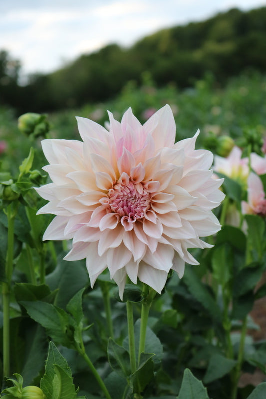 Bulk Dahlia Tuber 'Cafe'