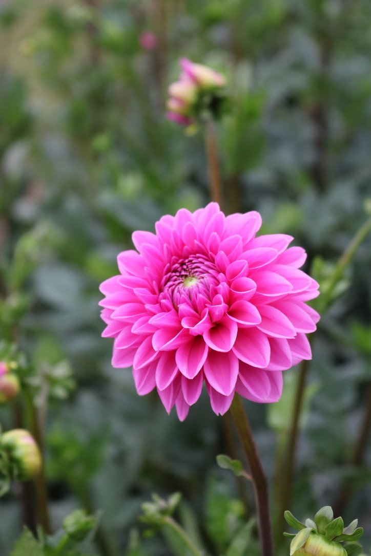 Dahlia Tuber 'Pink Sylvia'