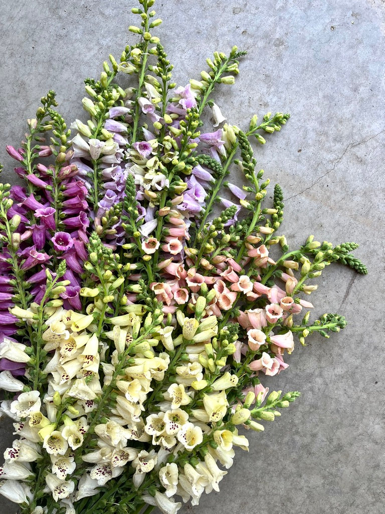 Digitalis 'Dalmation Mix'