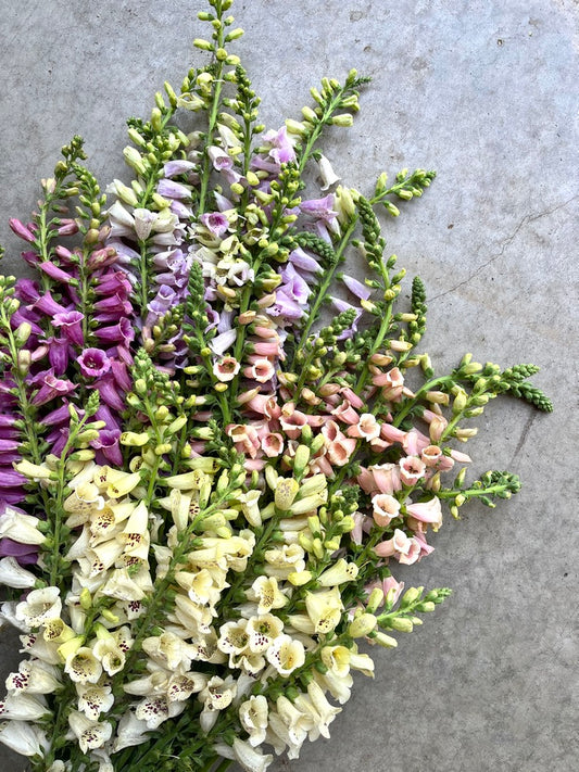 Digitalis 'Dalmation Mix'
