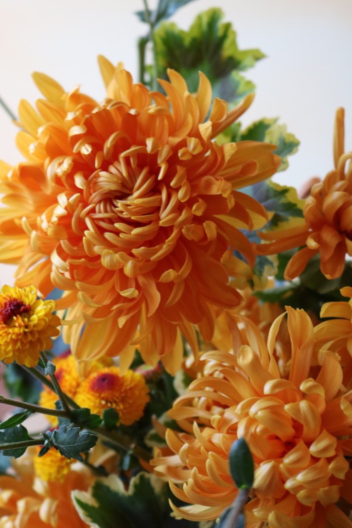 RC- Heirloom Chrysanthemum 'Pumpkin Eyes'