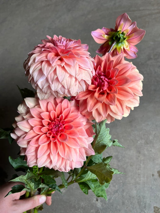 RC- Dahlia 'Hillside Dusk' (4 pack)