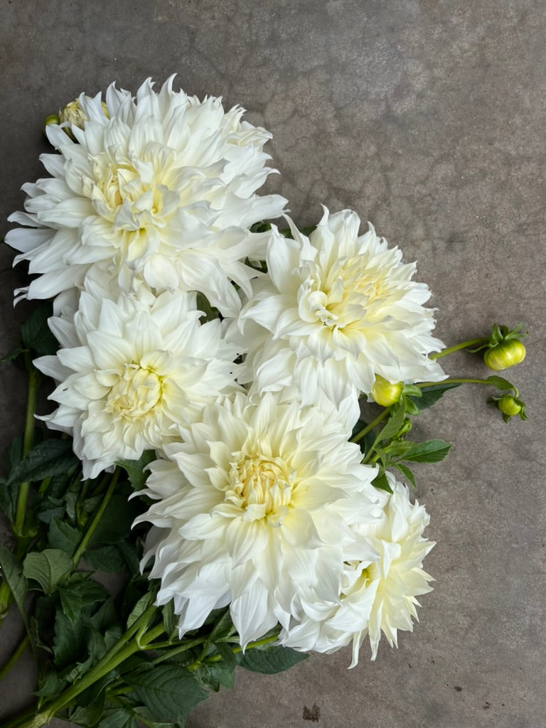 RC- Dahlia 'Snowbound'  (4 pack)