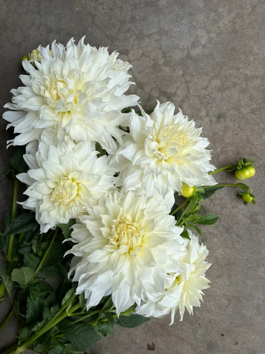 URC Bulk - Dahlia 'Snowbound' (50 ct)