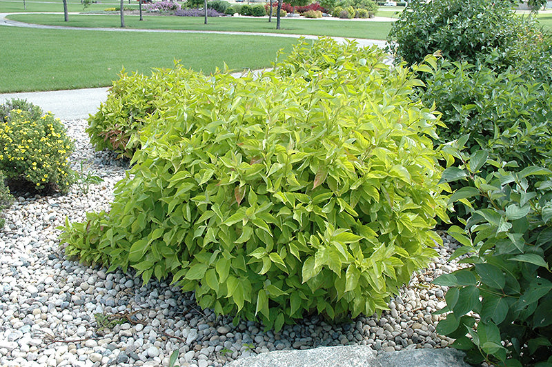 Cornus alba 'Prairie Fire'