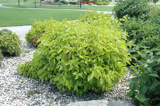 Cornus alba 'Prairie Fire'