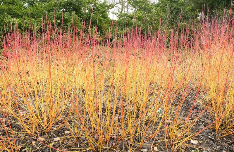 Cornus sanguinea 'Winter Beauty'