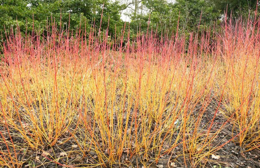 Cornus sanguinea 'Winter Beauty'