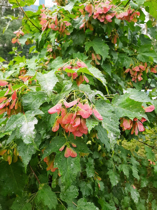 Quart - Acer tataricum 'Hot Wings Tatarian'