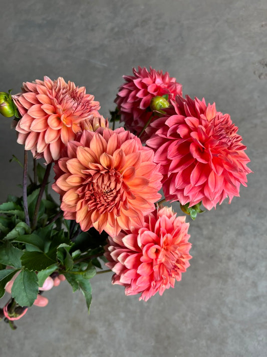 URC Bulk - Dahlia 'Country Rose' (50 ct)