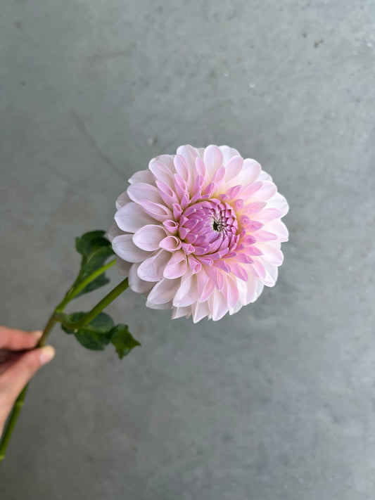 RC- Dahlia 'Bloomquist Tori P'  (1 plant)