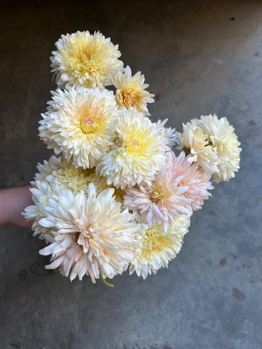 URC Bulk - Chrysanthemum 'Chiffon' (50 ct)