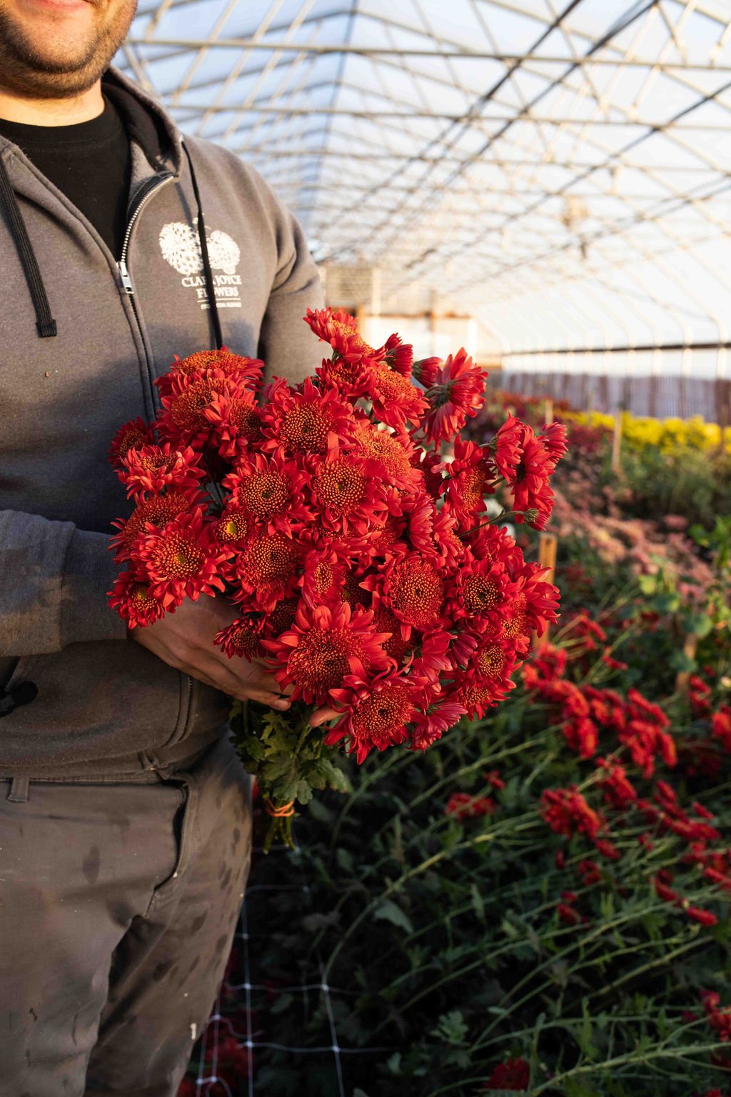 RC- Heirloom Chrysanthemum 'Seatons Ruby'