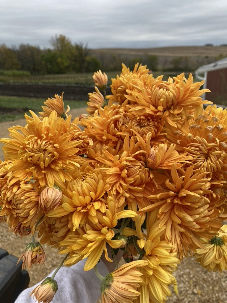 RC- Heirloom Chrysanthemum 'Pumpkin Eyes'