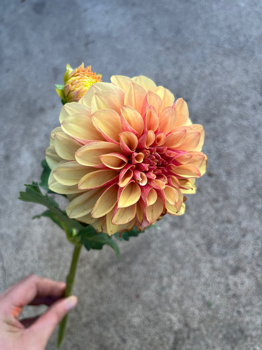 RC- Dahlia 'Lee's Golden Raspberry' (1 plant)