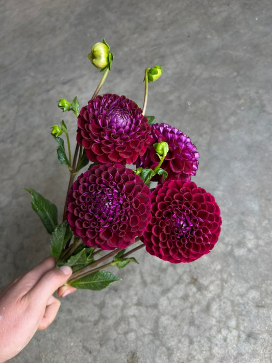 RC- Dahlia 'Ivanetti'  (4 pack)
