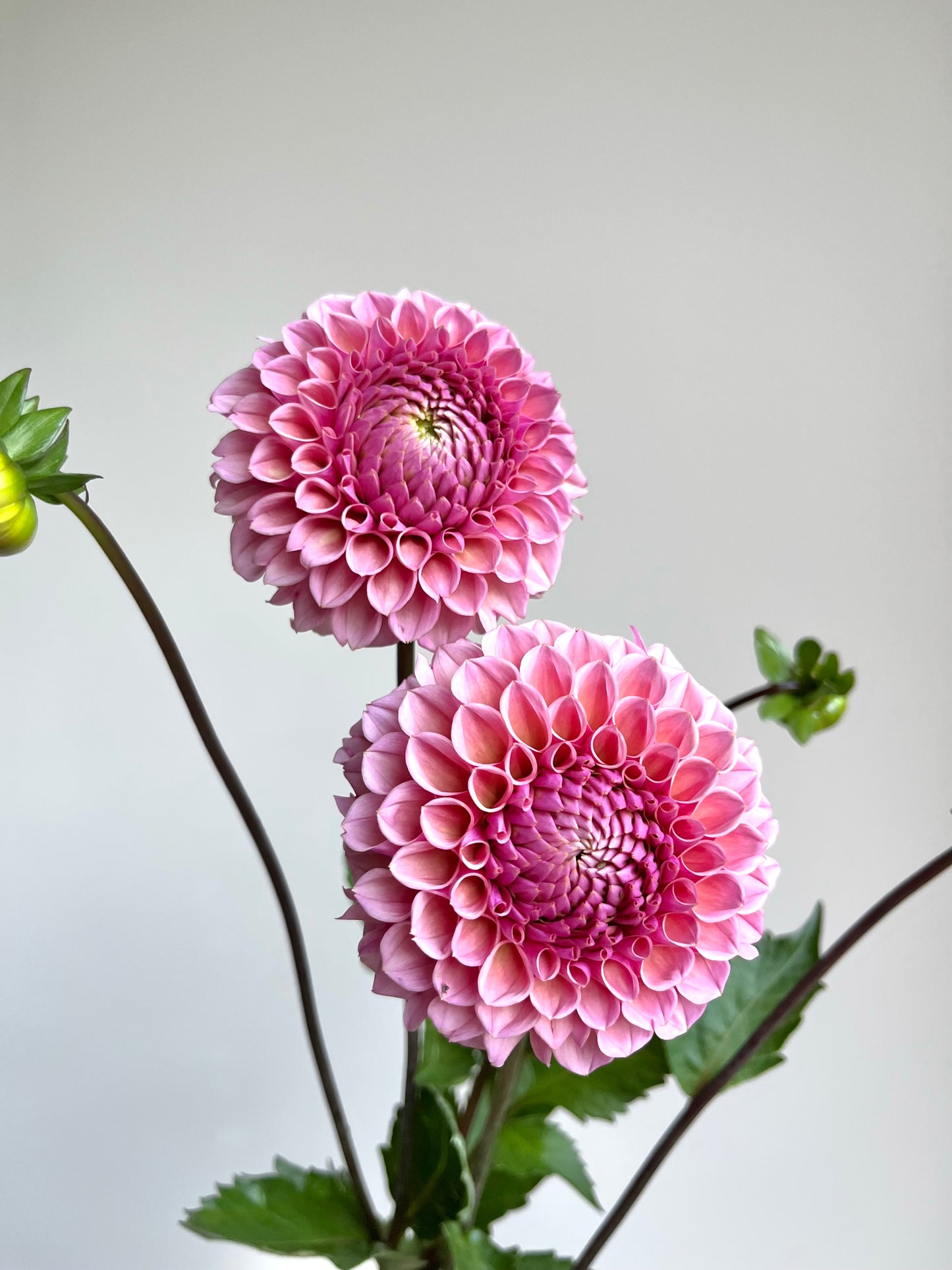 RC- Dahlia 'Bracken Rose' (4 pack)