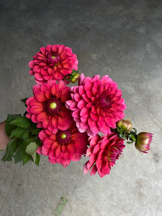 RC- Dahlia 'Salmon Runner' (4 pack)