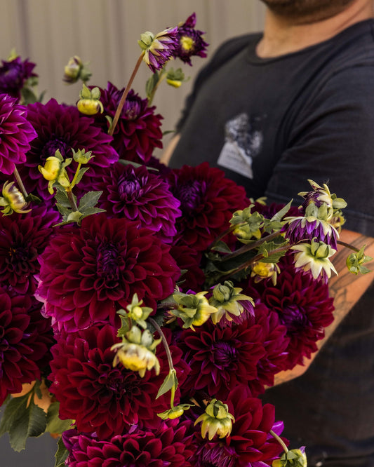 Dahlia Tuber 'Diva'