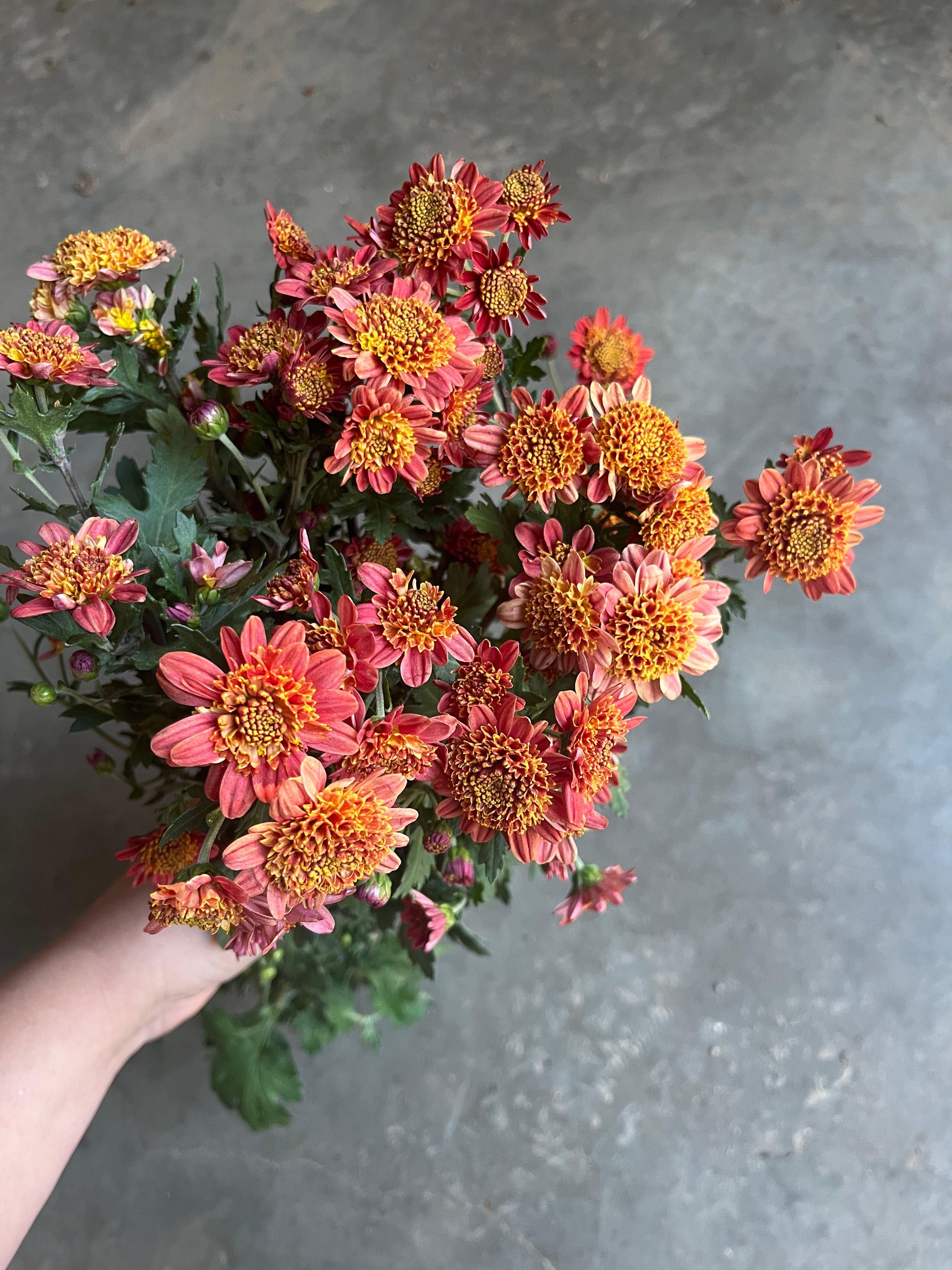 Clara Joyce Flowers Chrysanthemum - Thumbnail 4
