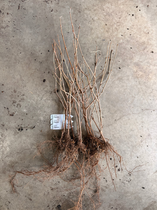 Bare Root Shrub - Viburnum 'Popcorn' (10 ct)