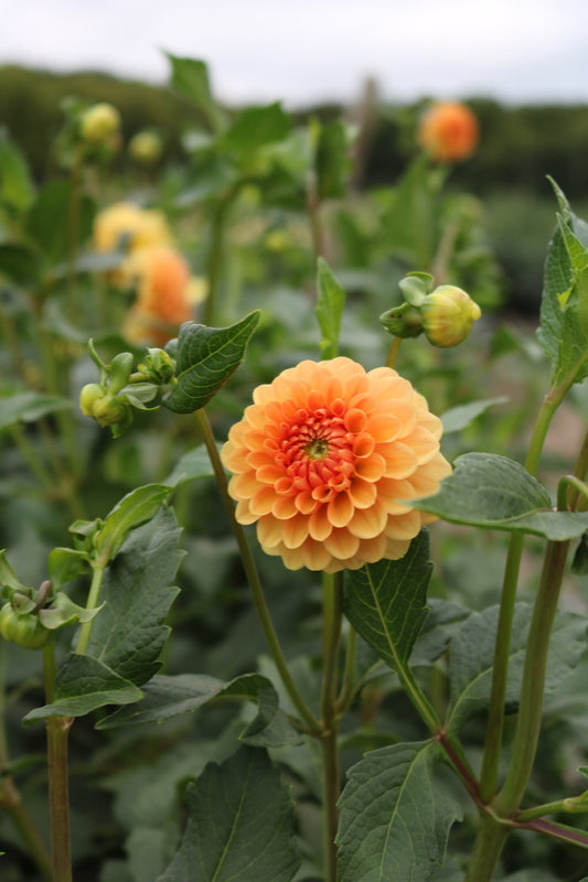 Dahlia Tuber 'Golden Scepter'