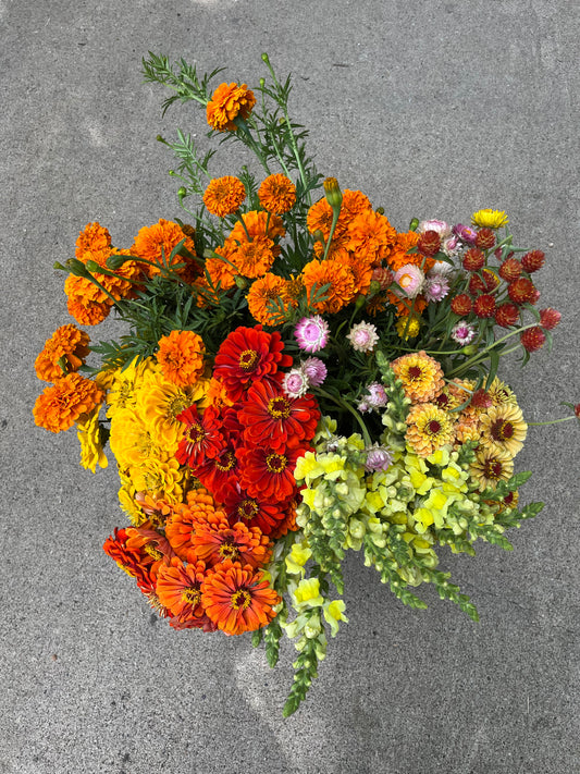 Bulk Flower Bucket - Bright