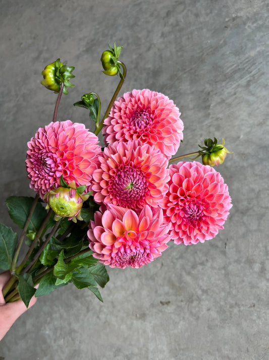 RC- Dahlia 'Lindas Baby'  (4 pack)