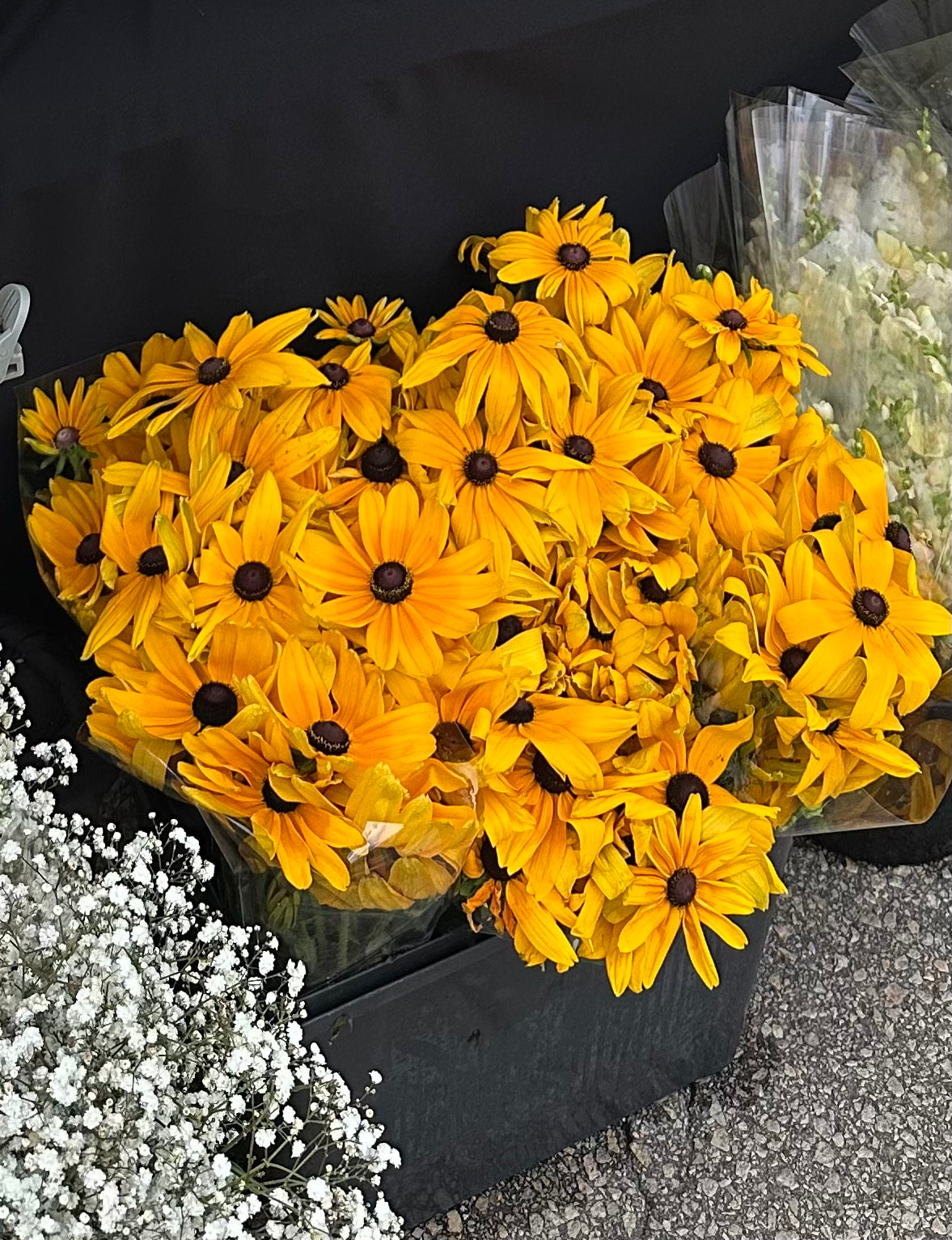Rudbeckia 'Indian Summer'