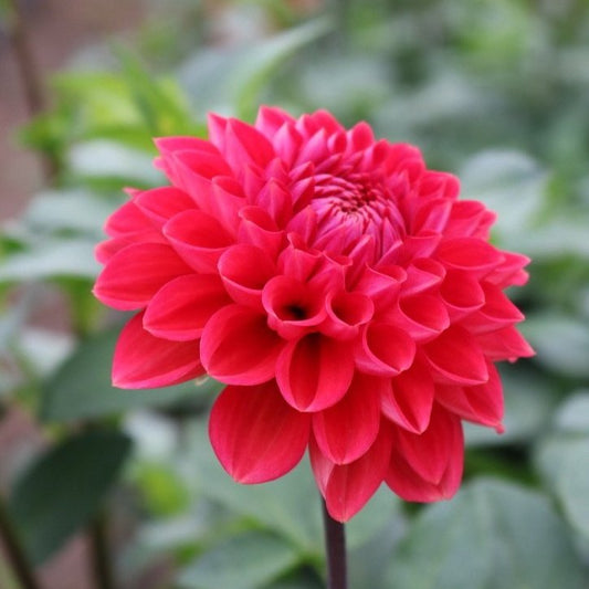 Dahlia Tuber 'Intrigue'